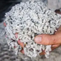 تخم‌پنبه‌