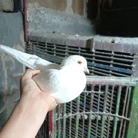 کفتر پتی نر