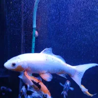 ماهی کوی|ماهی|تهران, پونک|دیوار