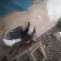 کبوتر پرشی زِرِی سفید و...|پرنده|خمینیشهر, |دیوار