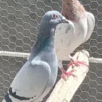 نرماده پرشی|پرنده|اردکان, |دیوار