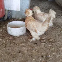 4عدد مرغ سلطان اصل