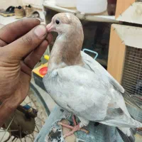 جوجه سار هفترنگ