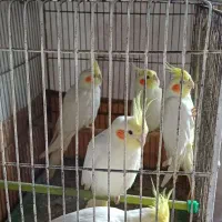 طوطی عروس|پرنده|سنگر, |دیوار