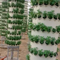 فروش گلخانه ی خاص اروپونیک با تراکم بالا|فروش دفتر صنعتی، کشاورزی، تجاری|نظرآباد, نجم آباد|دیوار