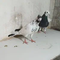 کفتر|پرنده|نورآباد, |دیوار