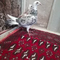 کفترقره هفرنگ ساده سبزشامی پولکی دم سفیدهم نرهوایی|پرنده|مشهد, طبرسی شمالی|دیوار