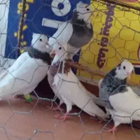 کبوتر طوقی کاکولی