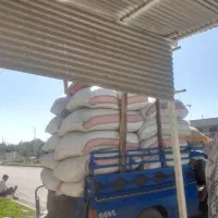 ۳۲راس کهره نر سبک|حیوانات مزرعه|فراشبند, |دیوار