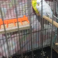 مرغ عشق جفت