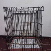 قفس کاسکویی بزرگ مشکی / کوتوله برزیلی پاربلو