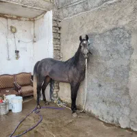 اسب|اسب و تجهیزات اسب‌سواری|خمینی‌شهر, |دیوار