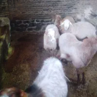 ۴راس گوسفند و۱راس بز|حیوانات مزرعه|باسمنج, |دیوار