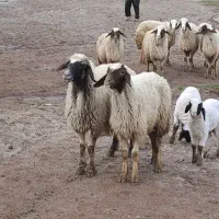 میش و بره سنجابی|حیوانات مزرعه|کرمانشاه, |دیوار