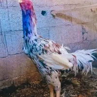 خروس لاری چیل و چند مرغ لاری اصیل بشرط