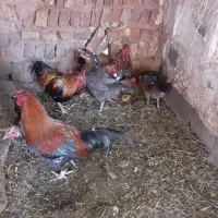 مرغ و خروس گلین بمی اصل|حیوانات مزرعه|ماهان, |دیوار