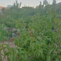 فروش زمین ۵۰۰ متری در روستای زاگ|فروش زمین و ملک کلنگی|مشهد, درزآب|دیوار