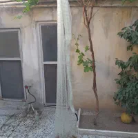 تور|ماهیگیری|خرم‌آباد, |دیوار