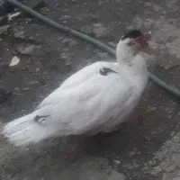 اردک اسرائیلی