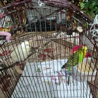 مرغ عشق با قفس