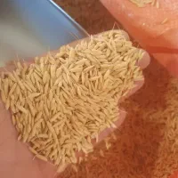 فروش‌بذراصلاح‌شده‌درجه‌یک‌علی‌کاظمی
