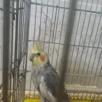 فروش عروس هلندی