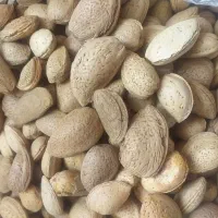 فروش بادام دیم