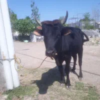 ورزا چالوسی              لیشه گاو