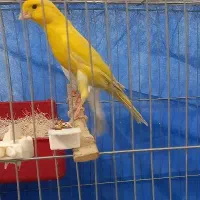 قناری نرشور|پرنده|یزد, |دیوار