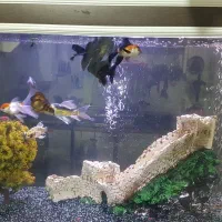 ماهی گلدفیش