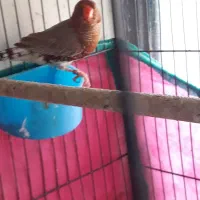 فنج کینگ انگلیسی وگلدین|پرنده|بندرعباس, |دیوار