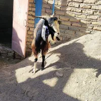 بز نر(نیری)|حیوانات مزرعه|آشخانه, |دیوار