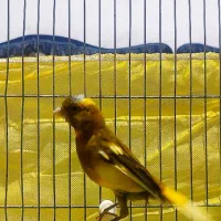 قناری|پرنده|شیراز, شریف‌آباد|دیوار