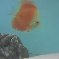 ماهی دیسکس و کت اسپورت