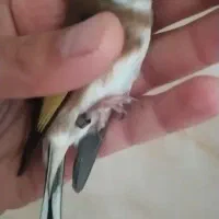 سهره ماده،متولد قفس، کار داده|پرنده|تهران, عبدلآباد|دیوار