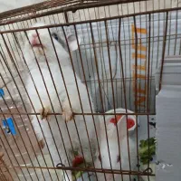 دوعددخرگوش|موش و خرگوش|آبادان, |دیوار