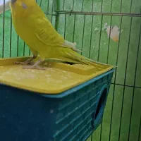 مرغ عشق دستی مولد