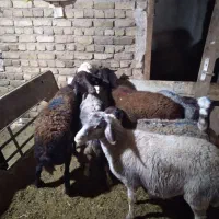 ۵ راس میش جوان درجه یک جفتی