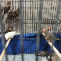 فنچ تعدادی|پرنده|اندیشه, اندیشه فاز ۱|دیوار