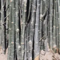 نهال فروشی مهندس فرخی