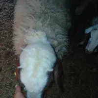 بره قوچ سنجابی ۲قلوزابه شرط