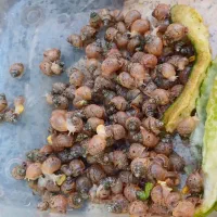 سلام فروش حلزون از۱ماه تامولد|خزنده|خرمآباد, |دیوار