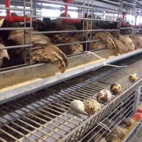 جوجه،مرغ محلی،دان و لوازم مرغداری(جوجه سرا)|حیوانات مزرعه|کرمان, |دیوار