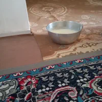 سلام ‌فروش‌گاو‌باگوساله‌وشتر|حیوانات مزرعه|میناب, |دیوار