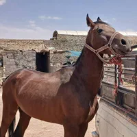خریداسب پالونی وفروش|اسب و تجهیزات اسب‌سواری|اصفهان, جنیران (لادان)|دیوار