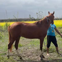 کره اسب نریون ترکمن یکسال ونیم پنج نشان|اسب و تجهیزات اسبسواری|علیآباد کتول, |دیوار