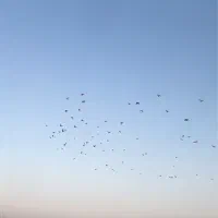 کفتر پرشی و جفتگا