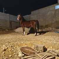 اسب|اسب و تجهیزات اسب‌سواری|لار, |دیوار