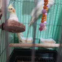 یک جفت جوجه عروس هلندی لوتینو