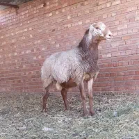 بره نر چینی اصیل قندوزی درشت و سالم|حیوانات مزرعه|کرمان, |دیوار